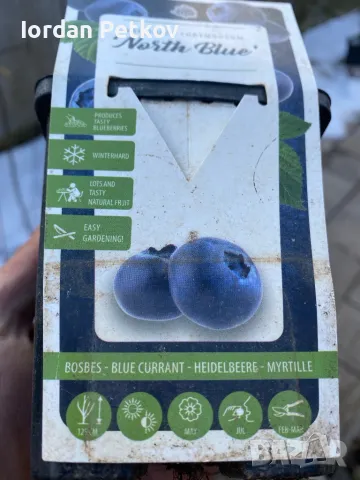 Боровинка , снимка 4 - Разсади - 49229609