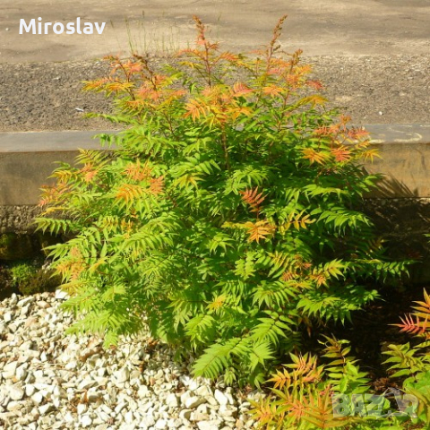 Сорбария (Sorbaria Sorb."Sem"®), снимка 5 - Градински цветя и растения - 44878063