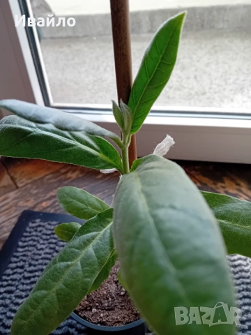 Calotropis procera - Содомска ябълка, снимка 2 - Стайни растения - 53337255