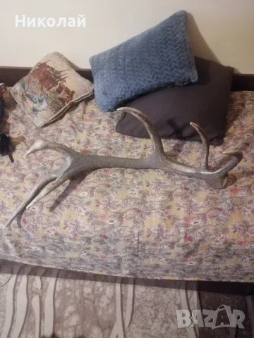 Голям еленов рог