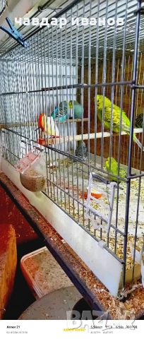 какарики и вълнисти папагали , снимка 10 - Папагали - 53526178
