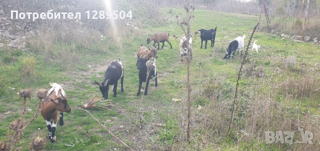 Пет женски и три мъжки мини кози, снимка 3 - Кози - 53224142
