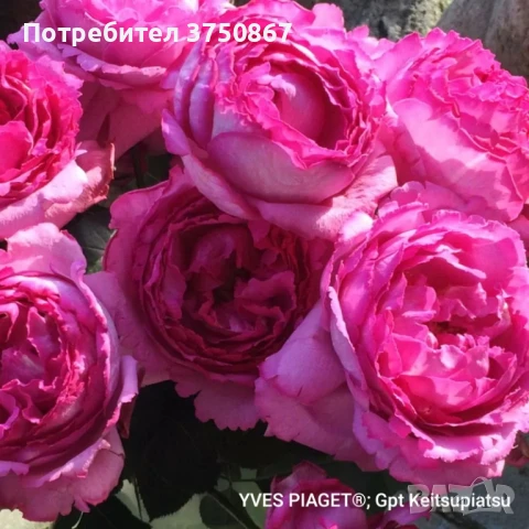 🌹РОЗА🌹 YVES PIAGET®; Gpt Keitsupiatsu 🌹, снимка 7 - Градински цветя и растения - 51135710