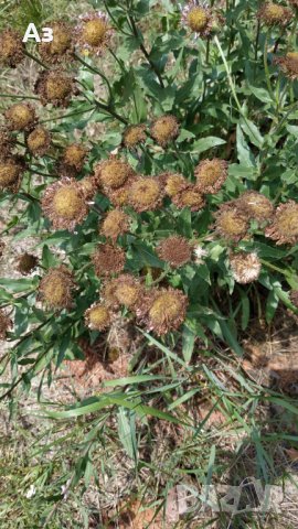 Продавам семена  на градинска синя Маргарита (реколта 2025 г), снимка 2 - Разсади - 37323278