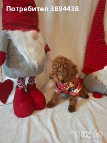 Пудел той/мини женско , снимка 4 - Пудели - 52427807