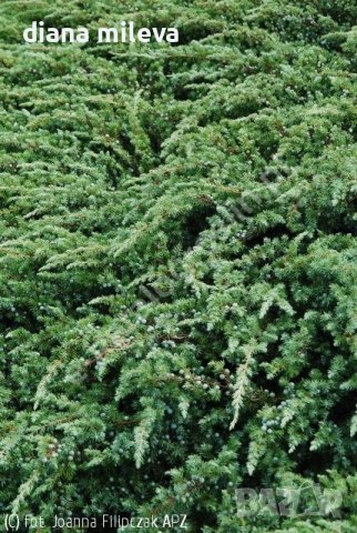 Стелеща Хвойна Шлагер,  Juniperus conferta Schlager