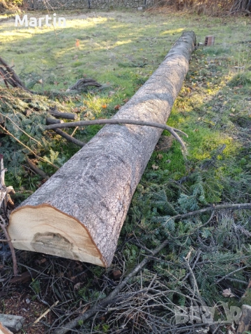 Борови трупи 3 броя - София, снимка 5 - Дърва за огрев - 52410874