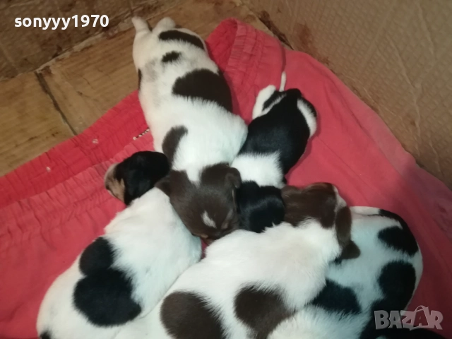 ДЖАК РЪСЕЛ БЕБЕТА-УНИКАЛНИ СЛАДУРИ 250ЛВ ЗА ЕДНО 0209250740, снимка 12 - Джак ръсел териер - 51573832