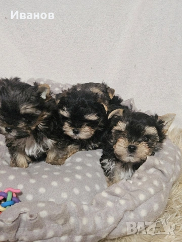 Йоркширски териер, снимка 2 - Йоркширски териер - 53599008