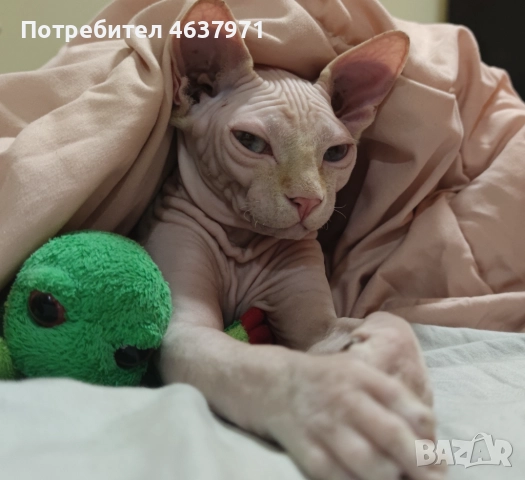 Мъжко коте канадски сфинкс