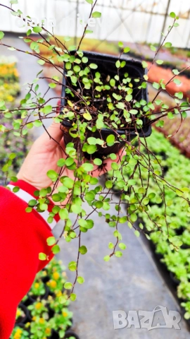 Мюленбекия Сийленд компакт, Muehlenbeckia Sealand compact, снимка 7 - Градински цветя и растения - 49926290