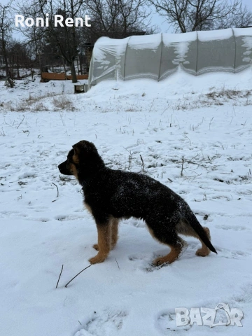 Немски Овчарки !Свободни 1 женско.