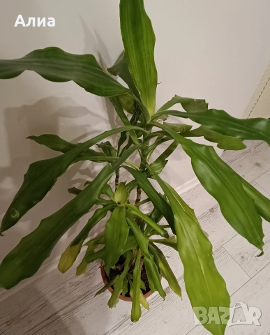 Драцена с 10 стебла, снимка 13 - Стайни растения - 30132174