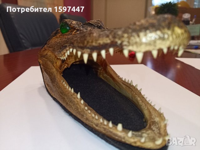 Автентична глава алигатор/крокодил, снимка 6 - Други - 28720246