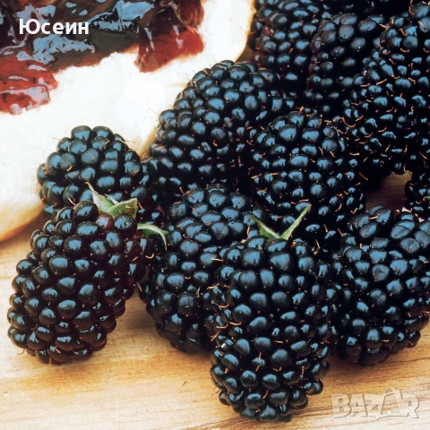 разсад от къпина без бодли, снимка 6 - Разсади - 52673982