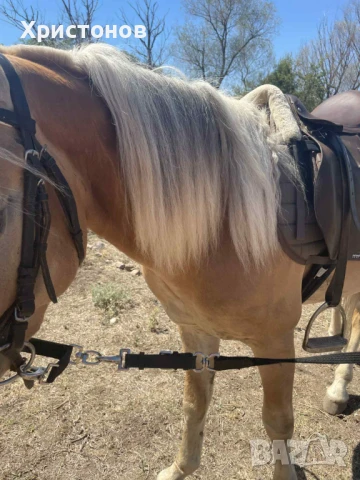  ДВЕ СЕДЛА ЗА ЕЗДА - 