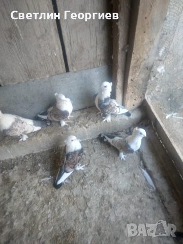 Продавам салтанети