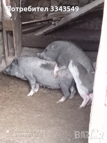 Заплодено женско 