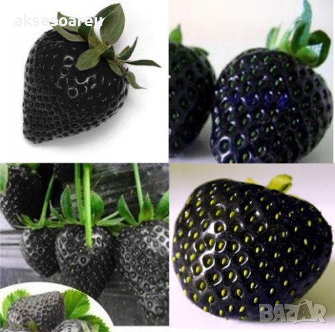 200 семена от плод черна ягода черни ягоди органични плодови ягодови семена от вкусни ягоди отлични , снимка 14 - Сортови семена и луковици - 37706890