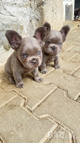 Френски булдог, снимка 3 - Френски булдог - 51950911