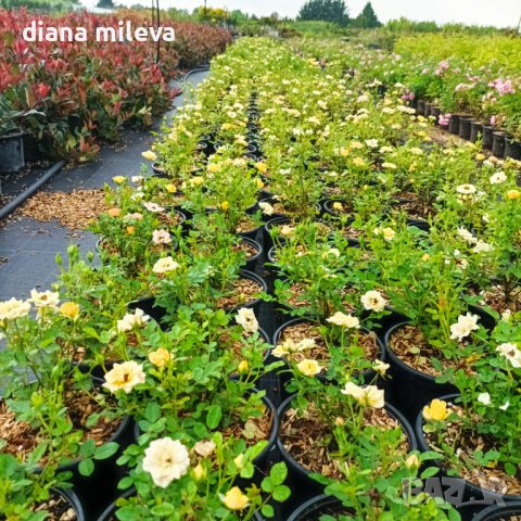 Мини рози, многогодишни, студоустойчиви!!, снимка 5 - Градински цветя и растения - 44126071