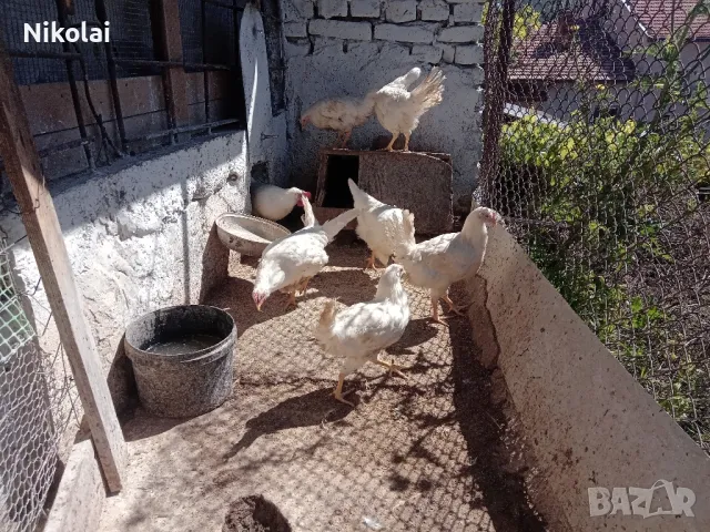 Бял Легхорн ярки на 5месеца , снимка 5 - Кокошки и пуйки - 50245052