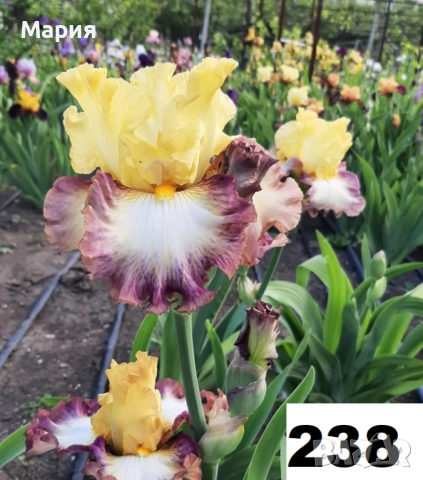 Сортови вискоки ириси /брадати ириси, снимка 10 - Градински цветя и растения - 51459299