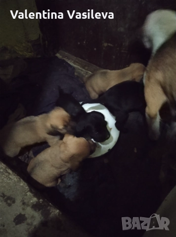 Малки кученца прибрани от улицата  с майката на два месеца хранят се самостоятелно обезпаразитени , снимка 2 - Други - 52485365
