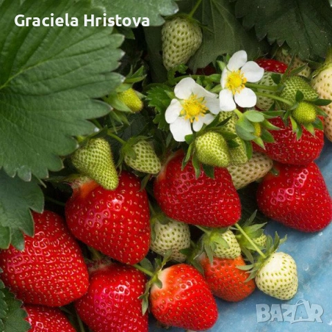 Продавам качествен разсад ягоди , снимка 10 - Разсади - 53504575