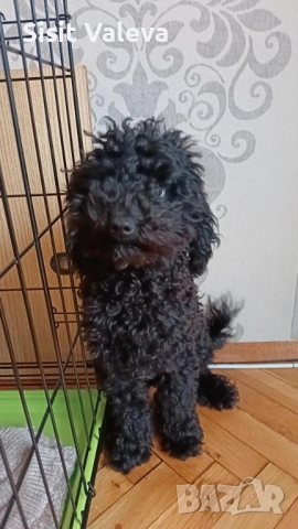 ТОЙЧЕ 💗  пудел момче, снимка 2 - Пудели - 53411028