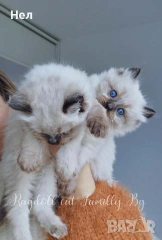 Ragdoll рагдол/регдол  котета мъжки