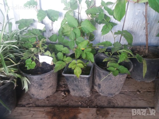   Къпина Блек Сатин -Rubus Fruticosus Black Satin, снимка 5 - Разсади - 43330986