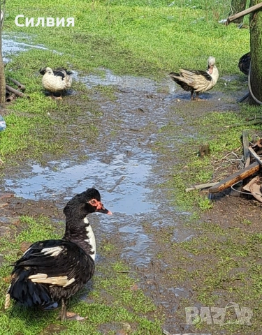 Млади глухонеми патици, снимка 2 - Патици и гъски - 53586510