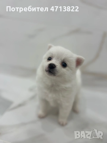 Кученца порода померан-шпиц, снимка 4 - Померан - 53583142