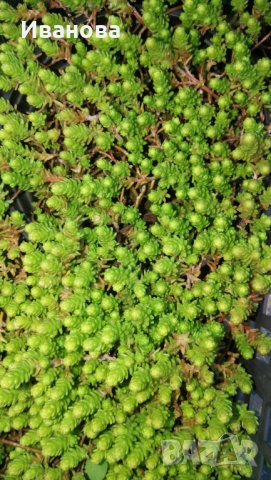 Фин седум 2, снимка 2 - Градински цветя и растения - 28159906