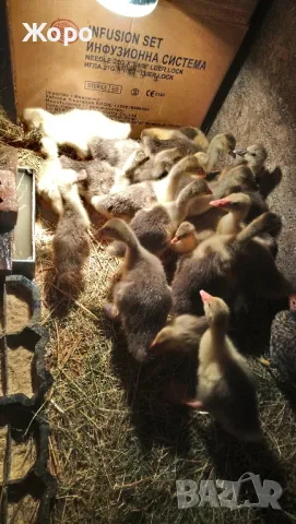 малки гъсета Толузки и Померански