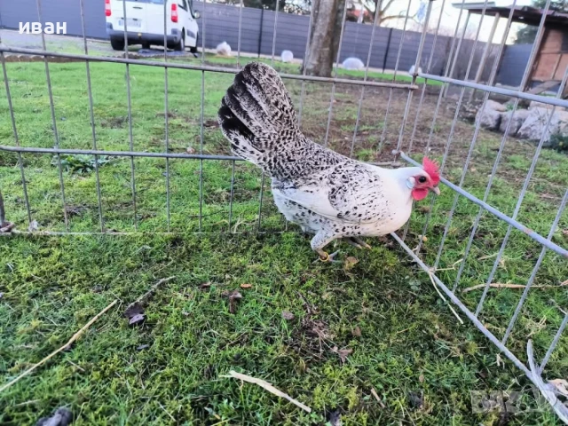 Свободни яйца от Сребърно Брезе Бантам -единствени в България вкарани в България лично от мен , снимка 2 - други­ - 51155393