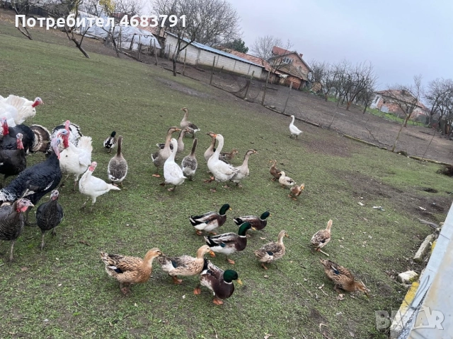 Продавам домашни отглеждани пуйки,гъски,патици и токачки, снимка 4 - Кокошки и пуйки - 52804072