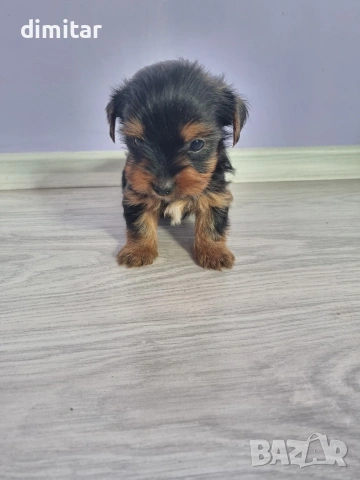 Йоркшир териер , снимка 12 - Йоркширски териер - 53053770