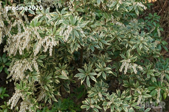 Пиерис - pieris japonica, снимка 8 - Градински цветя и растения - 32317646