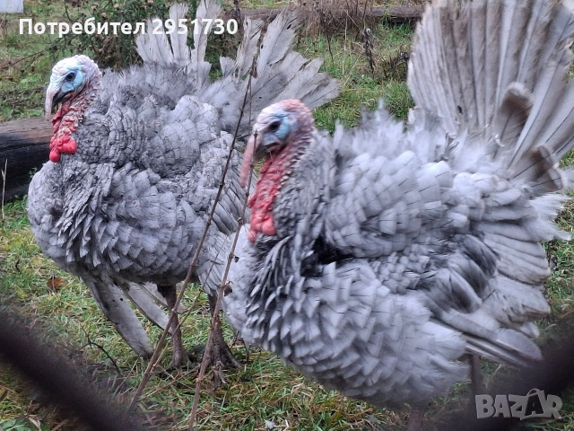 пуйки , снимка 3 - Кокошки и пуйки - 53027504