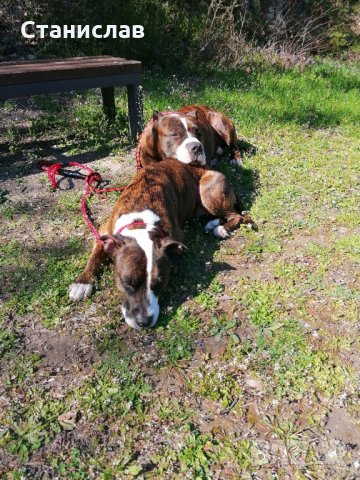 Тигров питбул за разплод ... , снимка 16 - Питбул - 31691648