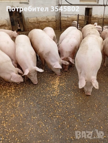 Прасета 6лв/кг