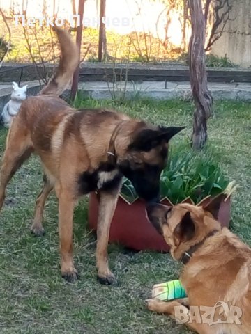Белгийска овчарка малиноа за разплод, снимка 5 - Белгийска овчарка - 32965344