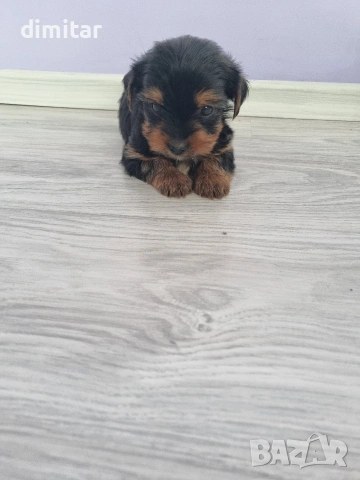 Йоркшир териер , снимка 4 - Йоркширски териер - 53053770