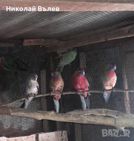 Пенанти , снимка 8 - Папагали - 52105277