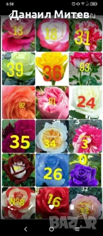 промоция рози гол корен