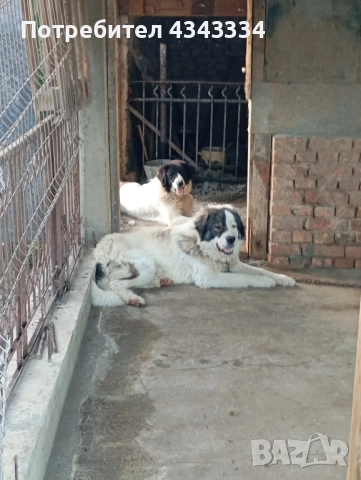 Българско овчарско куче, снимка 6 - Каракачанска овчарка - 51812904