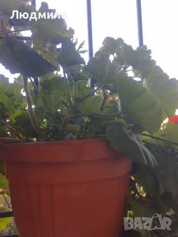 Мушкато,големи,отгледани ОСТАНАЛИ 9бр.ДОГОВАРЯНЕ., снимка 7 - Стайни растения - 51304792