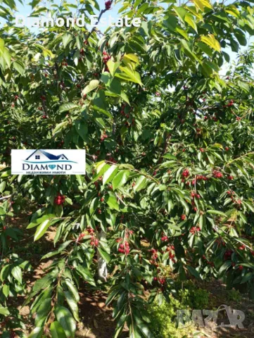 Овощна градина в село Крепост обл. Хасково, снимка 6 - Земеделска земя - 49401487